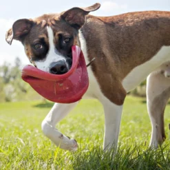 Kong Classic Flyer -Exporteren Zacht Poot Winkel 0035585129082 met hond 3