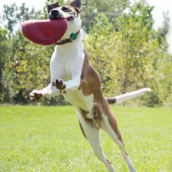 Kong Classic Flyer -Exporteren Zacht Poot Winkel 0035585129082 met hond 4