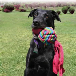 Kong Wubba Weaves Assorti -Exporteren Zacht Poot Winkel 0035585800899 75 89 met hond