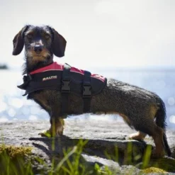 Baltic Hondenzwemvest Mascot Oranje/Zwart -Exporteren Zacht Poot Winkel 0229500 met hond