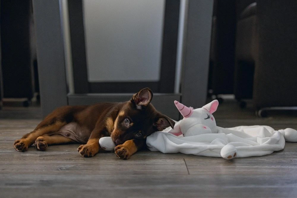 Beeztees Puppy Knuffeldoek Unicorn M 5 Beeztees Puppy Knuffeldoek Unicorn M - Afbeelding 3