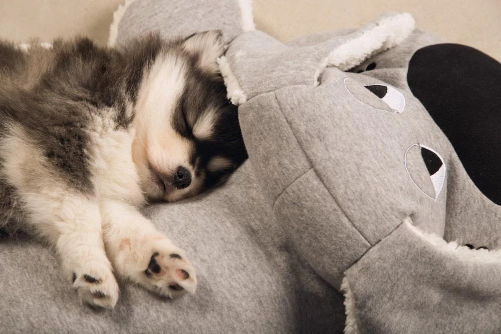 Beeztees Puppy XL-knuffel Boomba Grijs 4 Beeztees Puppy XL-knuffel Boomba Grijs - Afbeelding 2